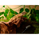 SwitchBot Paquete inteligente – pack de 3 termohigrómetros y Hub Mini, Conjunto blanco