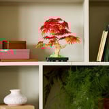 LEGO Botanicals Bonsái de Arce Rojo Japonés, Juegos de construcción Juego de construcción, 18 año(s), Plástico, 474 pieza(s), 665 g