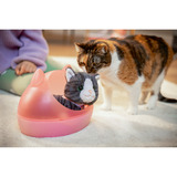 ZAPF Creation My Cat Cookie with Box, Accesorios para muñecas BABY born My Cat Cookie with Box, Mascota de muñeca, 3 año(s), Necesita pilas