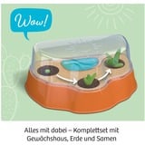 KOSMOS 45496907 juguete y kit de ciencia para niños, Caja de experimentos Kit de experimentos, Botánica, 6 año(s)